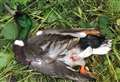 Duck patrol team's bid to stop bird killings