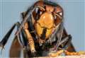 Asian hornet sightings in Kent as county is put on high alert