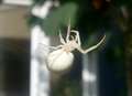 Albino spider spotted in Kent