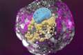Scientists grow ‘complete’ models of human embryos in lab