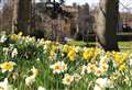Dazzling Daffodils set to bloom
