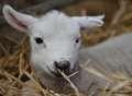 Severe delays due to lambing event