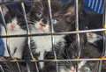 Animal neglect and abandonment cases facing ‘three-year high’ says RSPCA