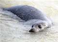 Rising number of seal sightings 