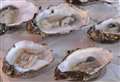 Oyster sales resume after sickness bouts