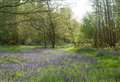 Huge ancient Kent woodland up for sale for £1.5 millon