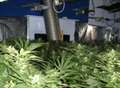 Inside a £1m a year cannabis factory - in pictures