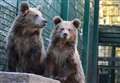 New Kent home for bear cubs saved from poachers