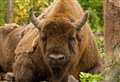 Bison herd released into Kent wild could grow rapidly