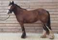 RSPCA warns of 'horse welfare catastrophe'