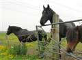 Horse dies 'seven hours after RSPCA contacted'