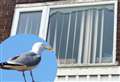 Catapult-wielding seagull hunters smash windows