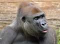 Zookeepers' shock as gorilla attacks and kills female 