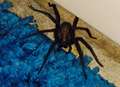 Venomous spider lives under shower