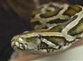 14ft python found in surprise RSPCA inspection