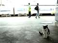 Station cat stars in railway video