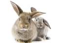 Rabbit owners warned over disease outbreak