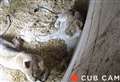 Meet Kent's three new baby lions