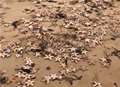 VIDEO: Thousands of dead starfish wash up on beach
