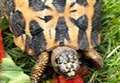 Hunt to find stolen endangered tortoises