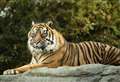 Sanctuary 'devastated' by death of 'iconic' tiger