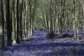 In Pictures: Bluebells bloom for woodland walkers