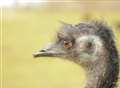 Eddie the emu hit by car 