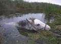 Drowning horse rescued from river
