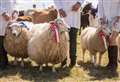 What to see and do at the Kent County Show