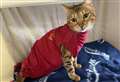 'Heartbreaking' diagnosis for beautiful young Bengal cat