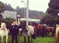 Police round up loose horses