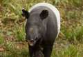 Special birthday for wildlife park's tapir