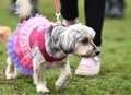 Happy times for all as visitors flock to charity dog show