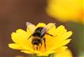 Campaign to save Kent's rare bumblebees