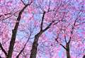 UK braced for Insta-worthy blossom explosion to rival Japan