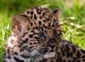 Video: Leopard cubs enjoy festive leftovers!