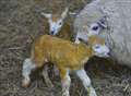 Families flock to lambing day