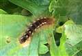 Poisonous caterpillar infestation sparks health fears
