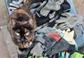 Family baffled by thieving cat's glove collection