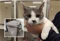 Cat found taped inside bin with no air near Co-Op