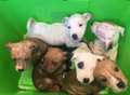 Puppies dumped in sealed plastic box