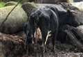 Welfare probe after 'two cows die'
