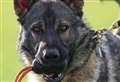 Police dog helps to apprehend suspect 