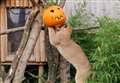 Zoo wants your old pumpkins