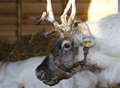 Tourist attraction to keep reindeer after animal rights criticism 
