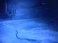 Family's shock at finding 4ft snake in washing