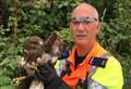 Bird of prey rescued from motorway