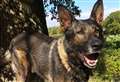 Police dog finds suspects in field