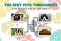 Who should go to the final of September's pets tournament? 