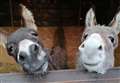 Meet therapy donkeys Pedro and Poncho